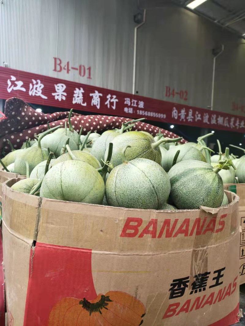 绿宝甜瓜新产地自根苗口感香酥脆甜客户少价格低品质高货量足
