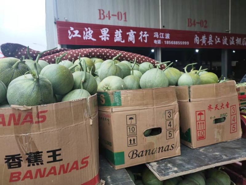 绿宝甜瓜新产地自根苗口感香酥脆甜客户少价格低品质高货量足