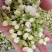 云南野菜鲜茉莉花苞鲜茉莉花未开支持一件代发