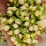 云南野菜鲜茉莉花苞鲜茉莉花未开支持一件代发