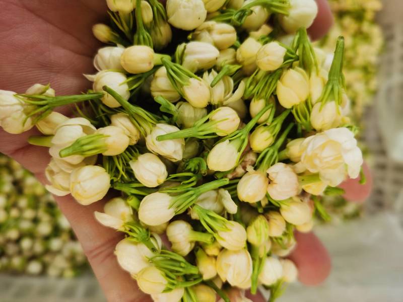 云南野菜鲜茉莉花苞鲜茉莉花未开支持一件代发