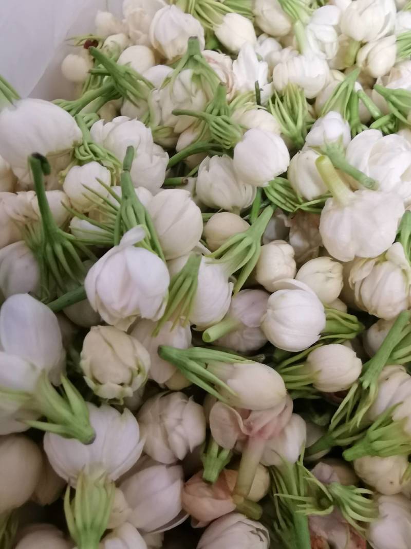 云南野菜鲜茉莉花苞鲜茉莉花未开支持一件代发
