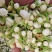云南野菜鲜茉莉花苞鲜茉莉花未开支持一件代发