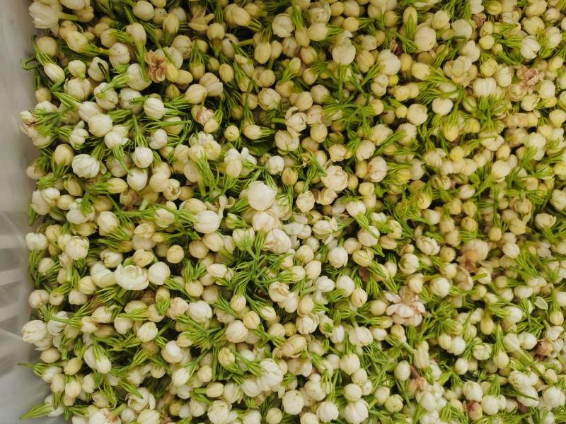 云南野菜鲜茉莉花苞鲜茉莉花未开支持一件代发
