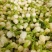 云南野菜鲜茉莉花苞鲜茉莉花未开支持一件代发