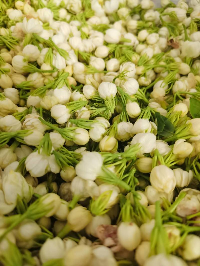 云南野菜鲜茉莉花苞鲜茉莉花未开支持一件代发
