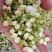 云南野菜鲜茉莉花苞鲜茉莉花未开支持一件代发