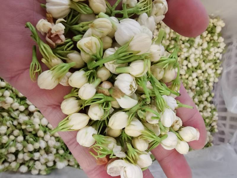 云南野菜鲜茉莉花苞鲜茉莉花未开支持一件代发