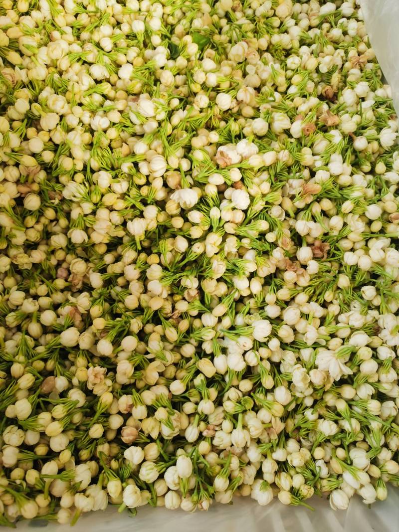 云南野菜鲜茉莉花苞鲜茉莉花未开支持一件代发