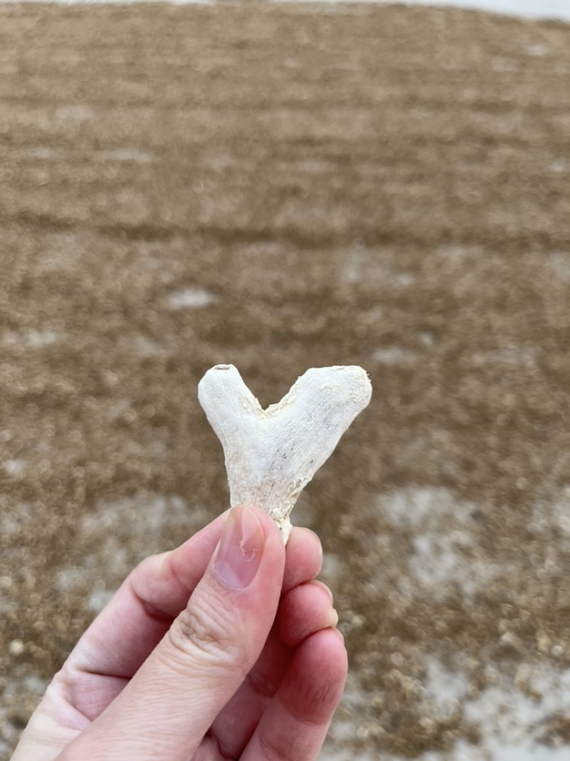 干姜统货产地直发量大从优常年供货