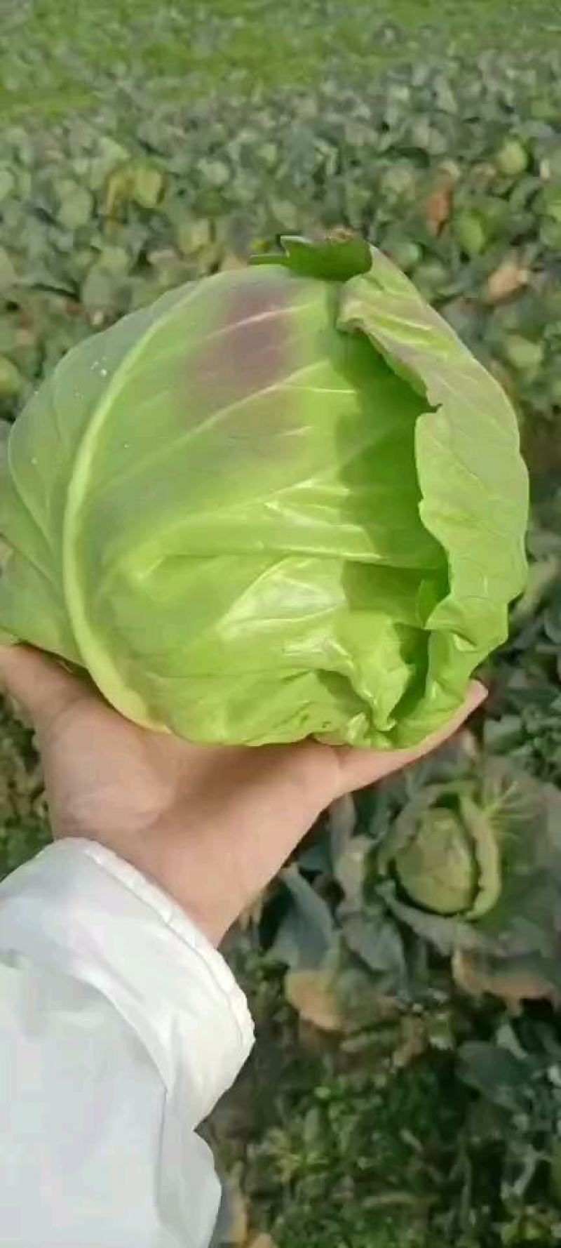 甘蓝苗优质精品甘蓝苗根系发达无病害产量高