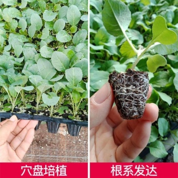 甘蓝苗优质精品甘蓝苗根系发达无病害产量高