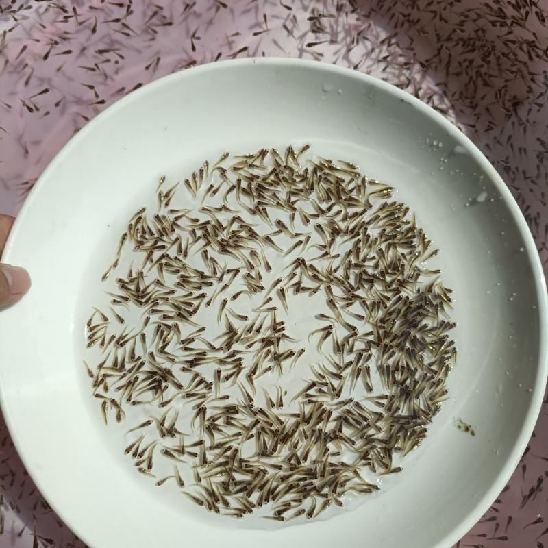 鲈鱼苗，长期供应优良鱼苗，场地直销欢迎订购。