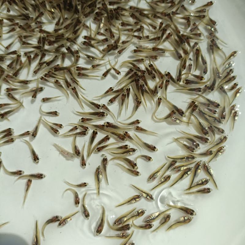 鲈鱼苗，长期供应优良鱼苗，场地直销欢迎订购。