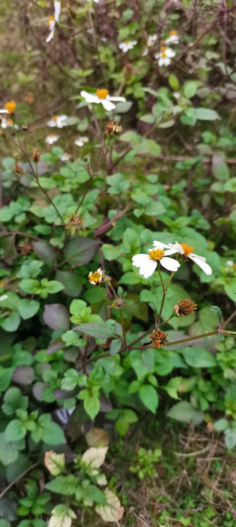 广西鬼针草，鬼针草，