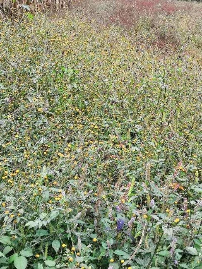 广西鬼针草，鬼针草，