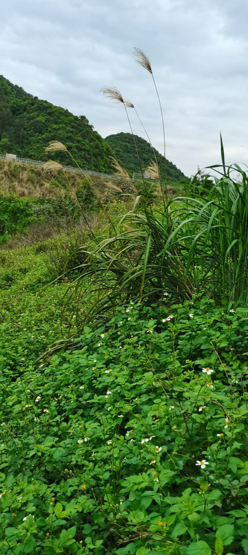 广西鬼针草，鬼针草，