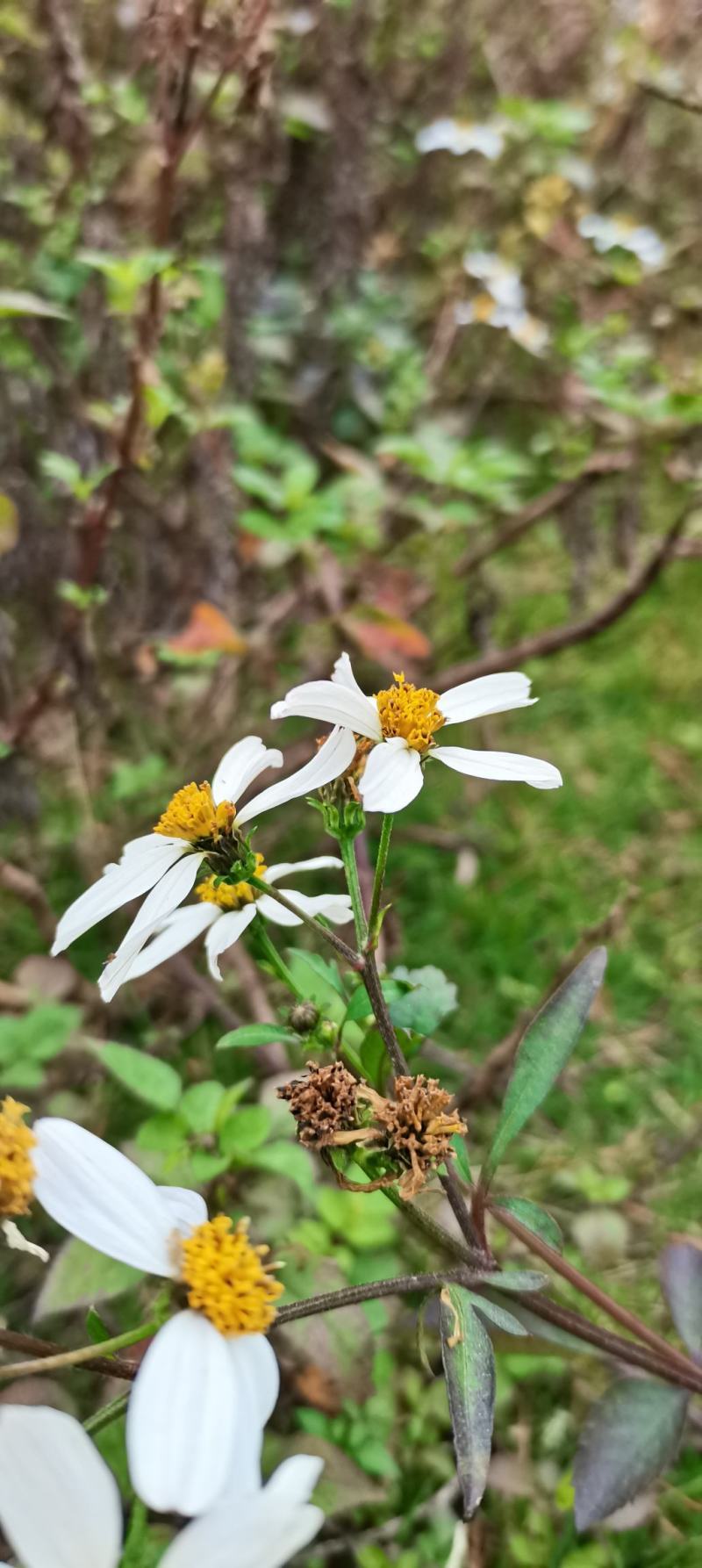 广西鬼针草，鬼针草，