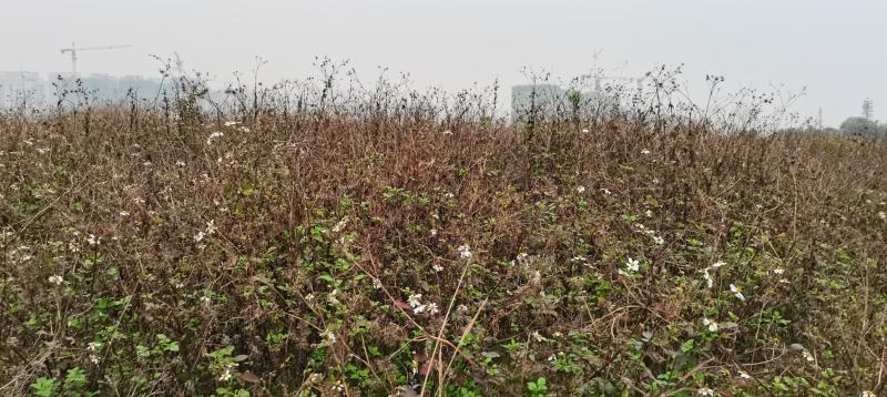 广西鬼针草，鬼针草，