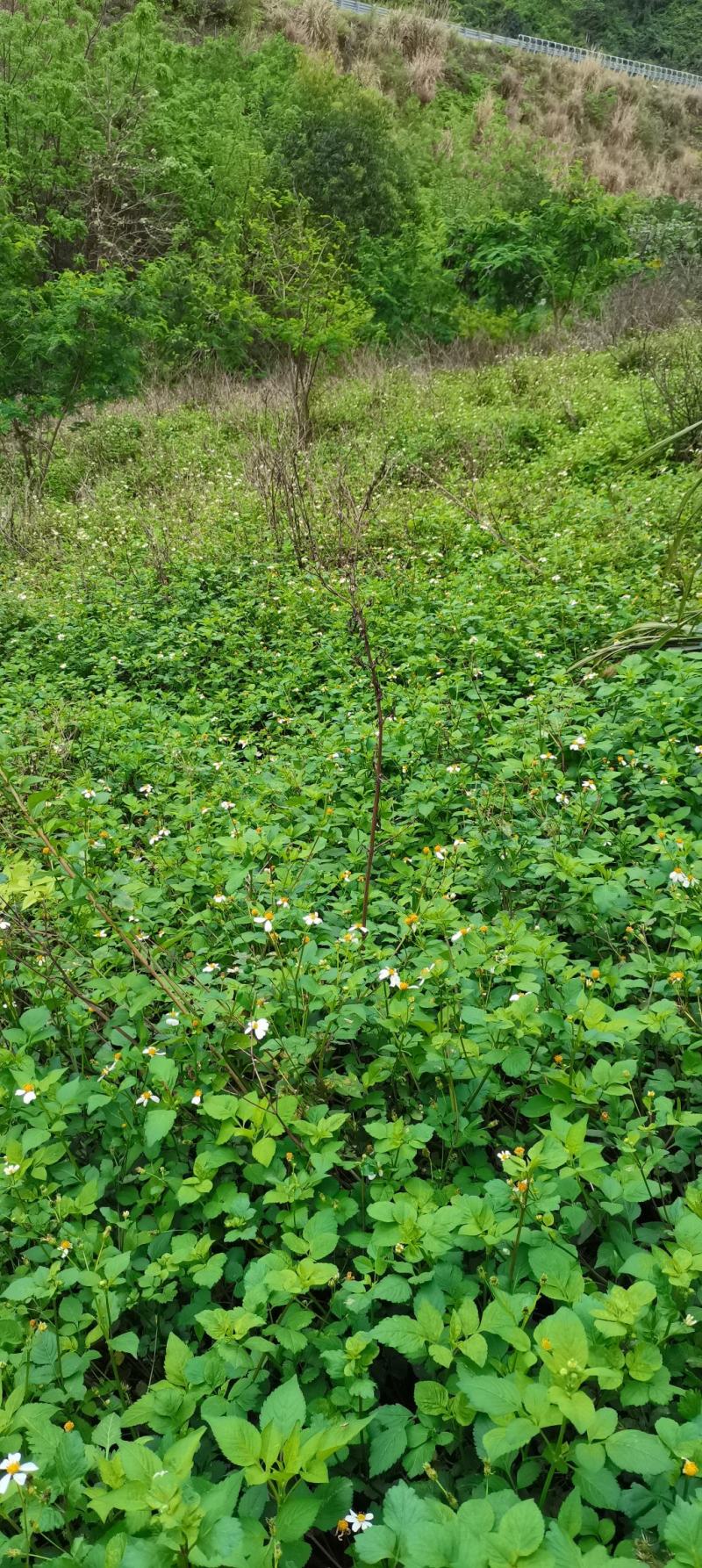 广西鬼针草，鬼针草，