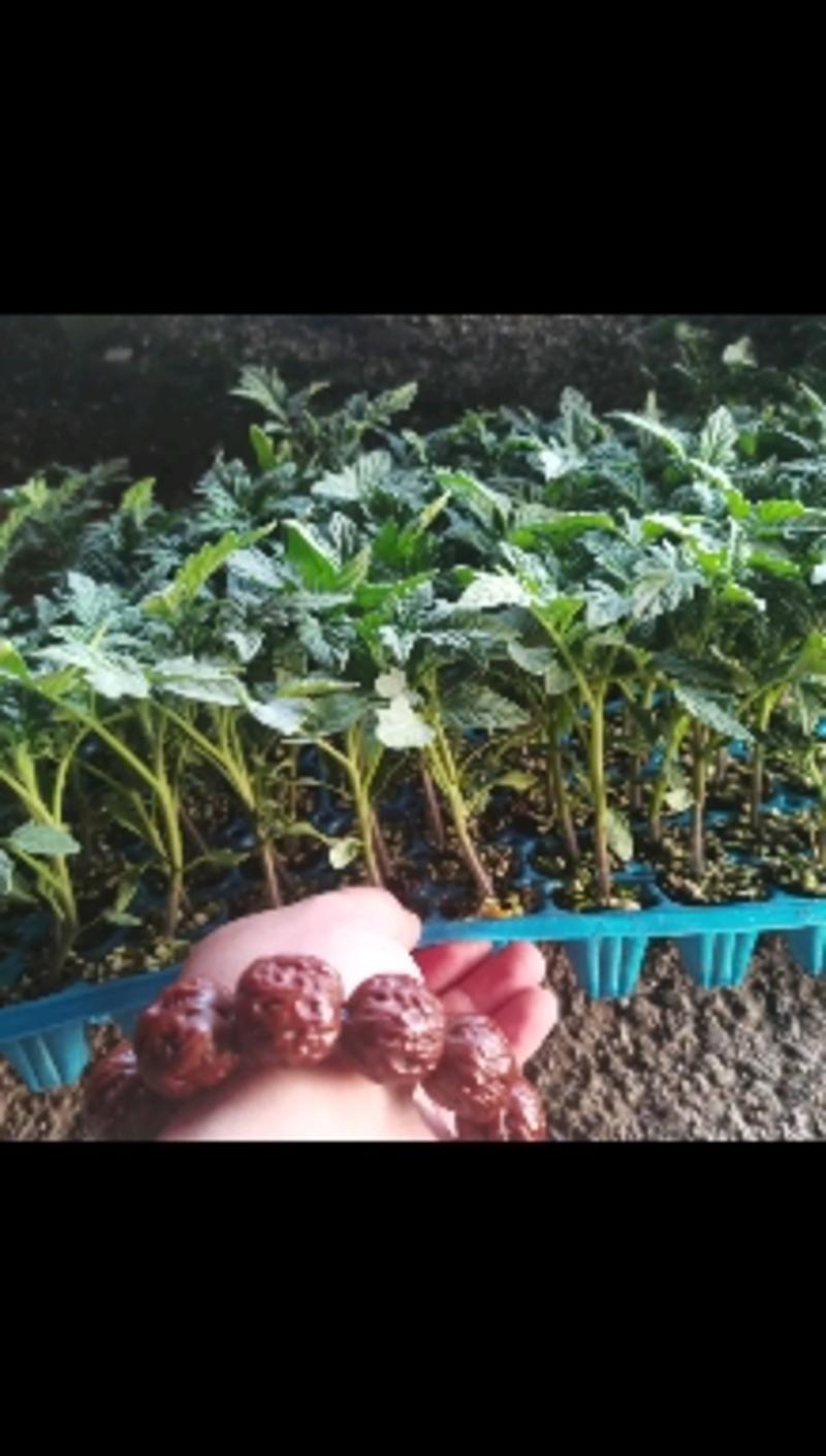 草莓番茄苗草莓番茄西红柿苗适合各种园区采摘园适用