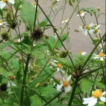 鬼针草