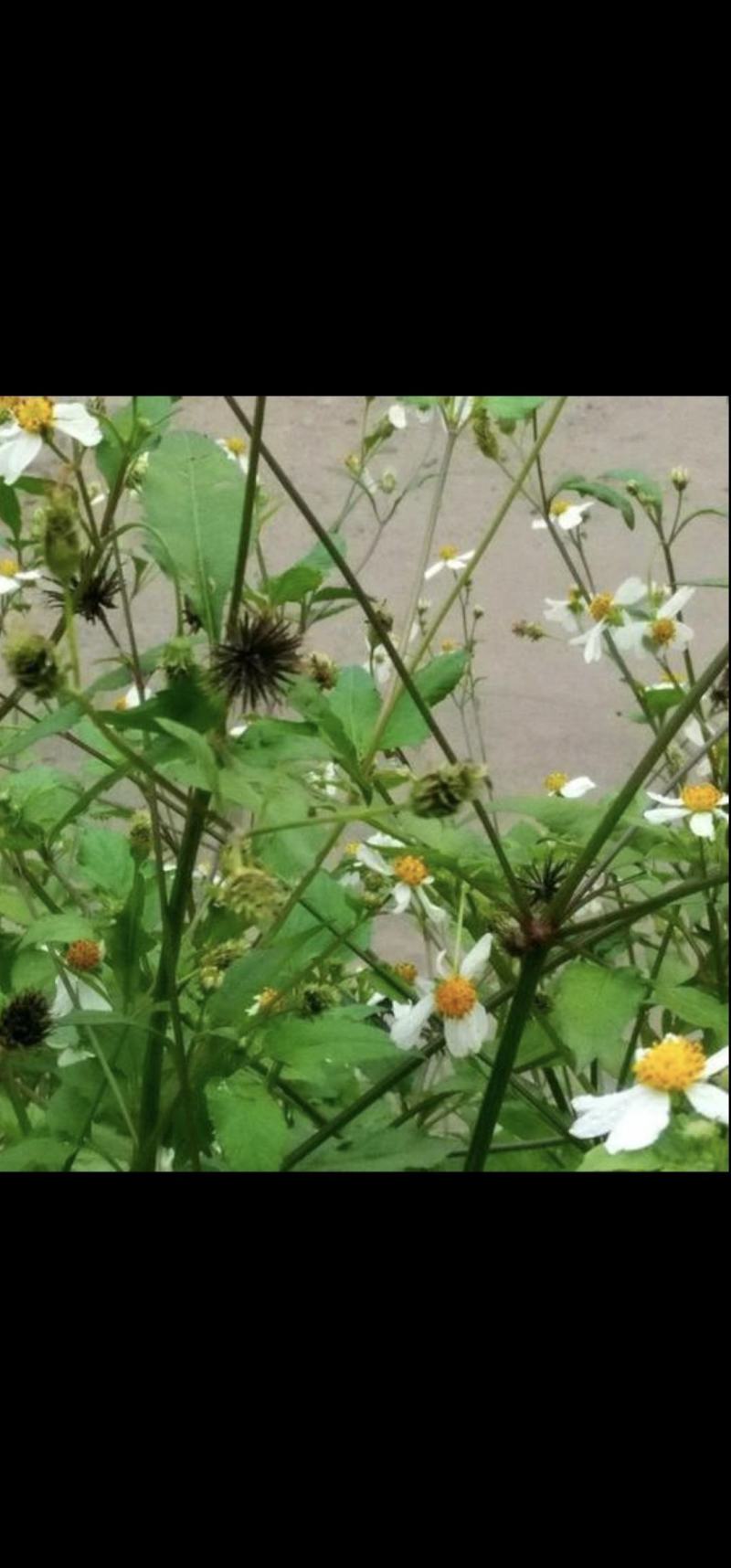鬼针草