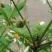 鬼针草