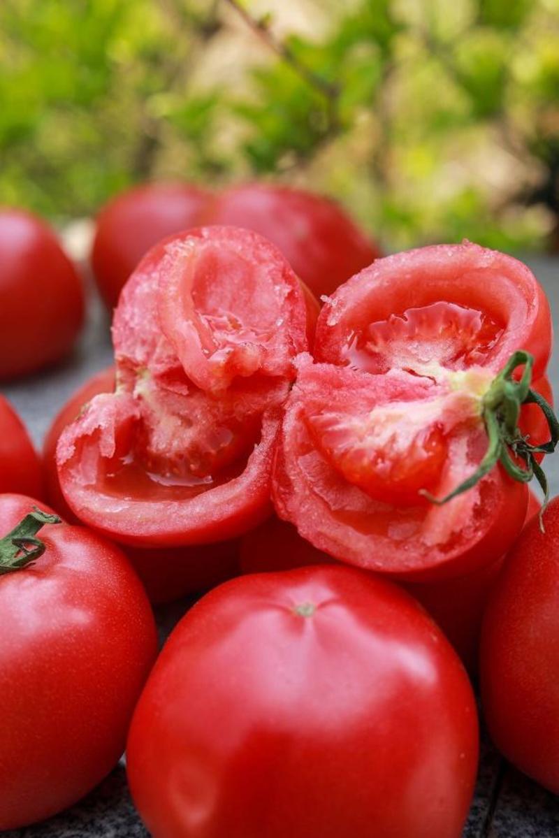 西红柿苗原包装进口普罗旺斯种子种苗适合各种基地采摘