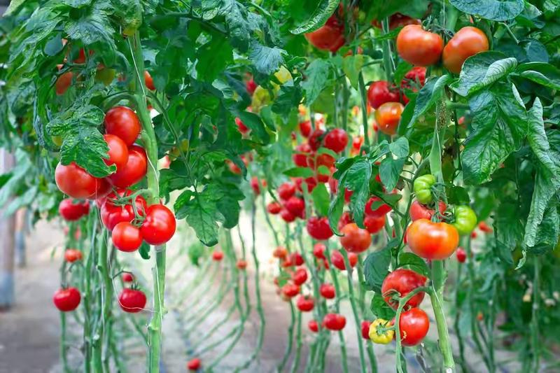 西红柿苗原包装进口普罗旺斯种子种苗适合各种基地采摘