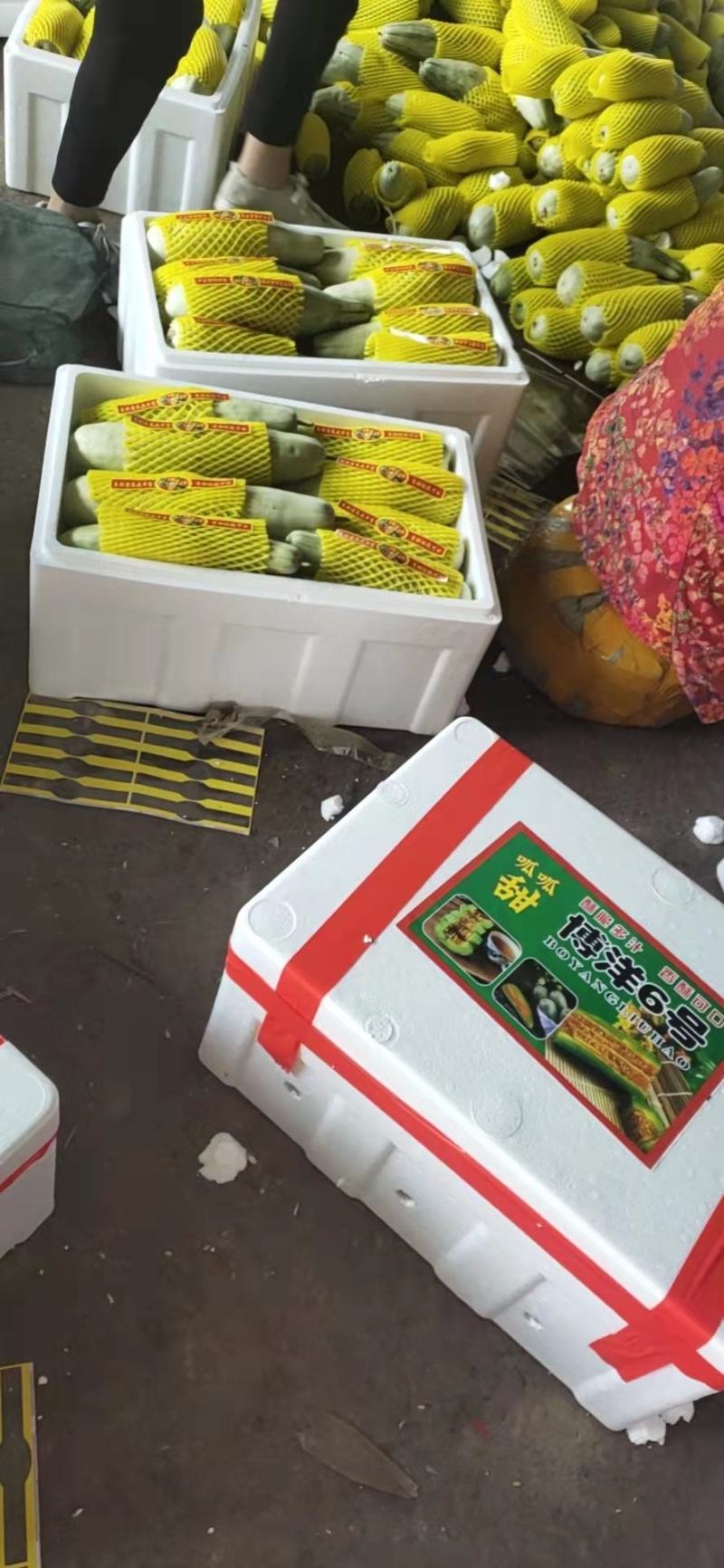 河南内黄县甜瓜博洋6博洋9口感香酥脆甜货量充足价格稳定