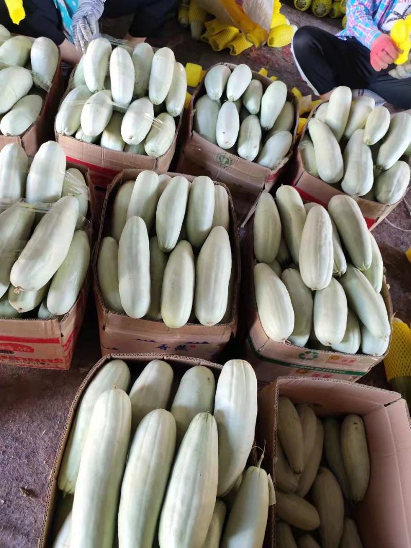 河南内黄县甜瓜博洋6博洋9口感香酥脆甜货量充足价格稳定
