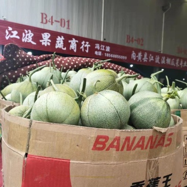河南内黄县甜瓜绿宝自根苗口感香酥脆甜货量充足价格稳定