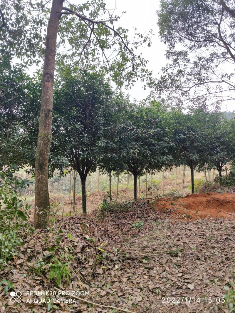 重庆金桂树苗好养耐活花香浓郁基地直发量大从优品质保证