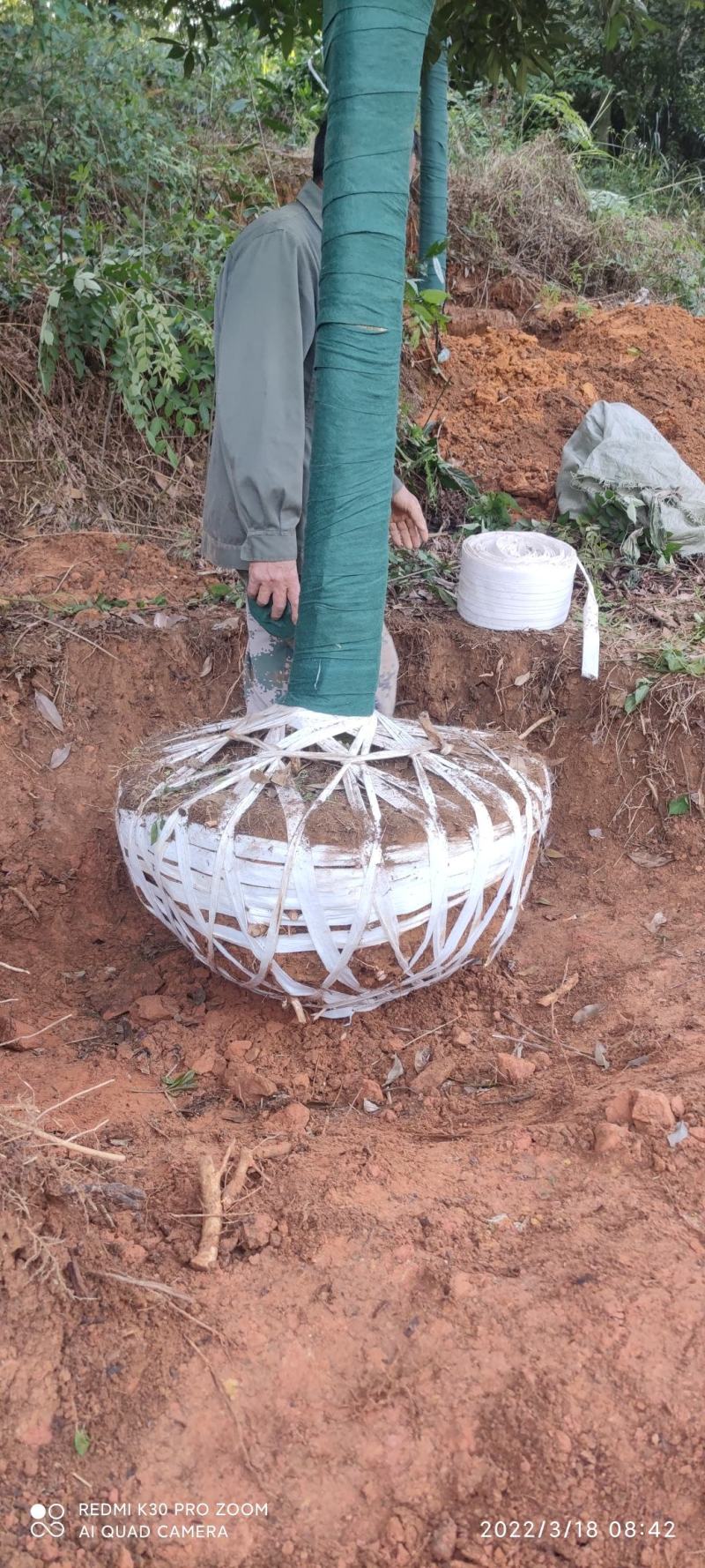 重庆金桂树苗好养耐活花香浓郁基地直发量大从优品质保证