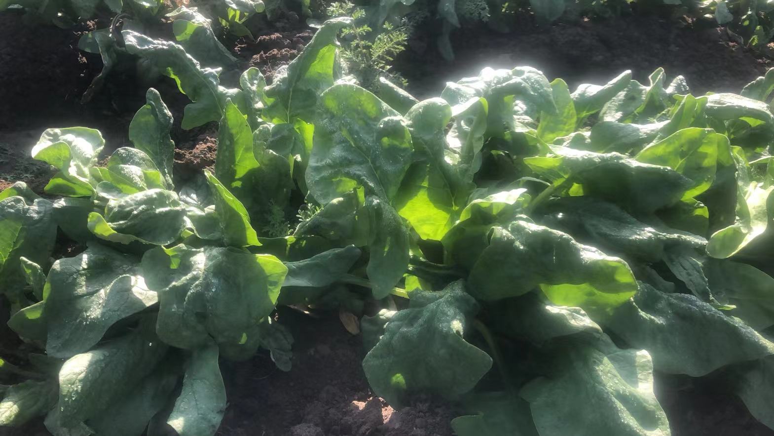 菠菜叶片在阳光下进行光合作用