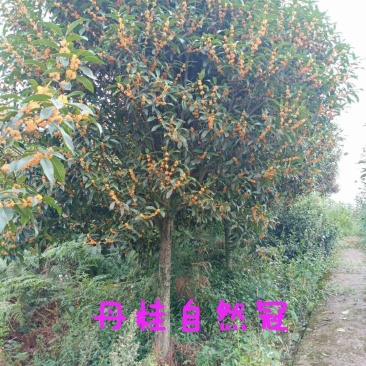 重庆金桂树苗好养耐活花香浓郁基地直发量大从优品质保证