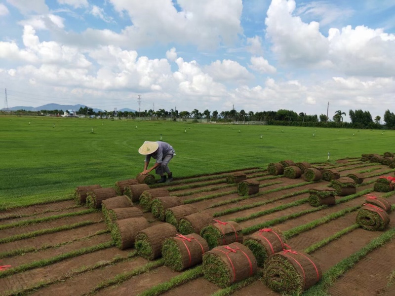 马尼拉草台湾草草块草卷基地大量现货供应，欢迎各位客户咨询