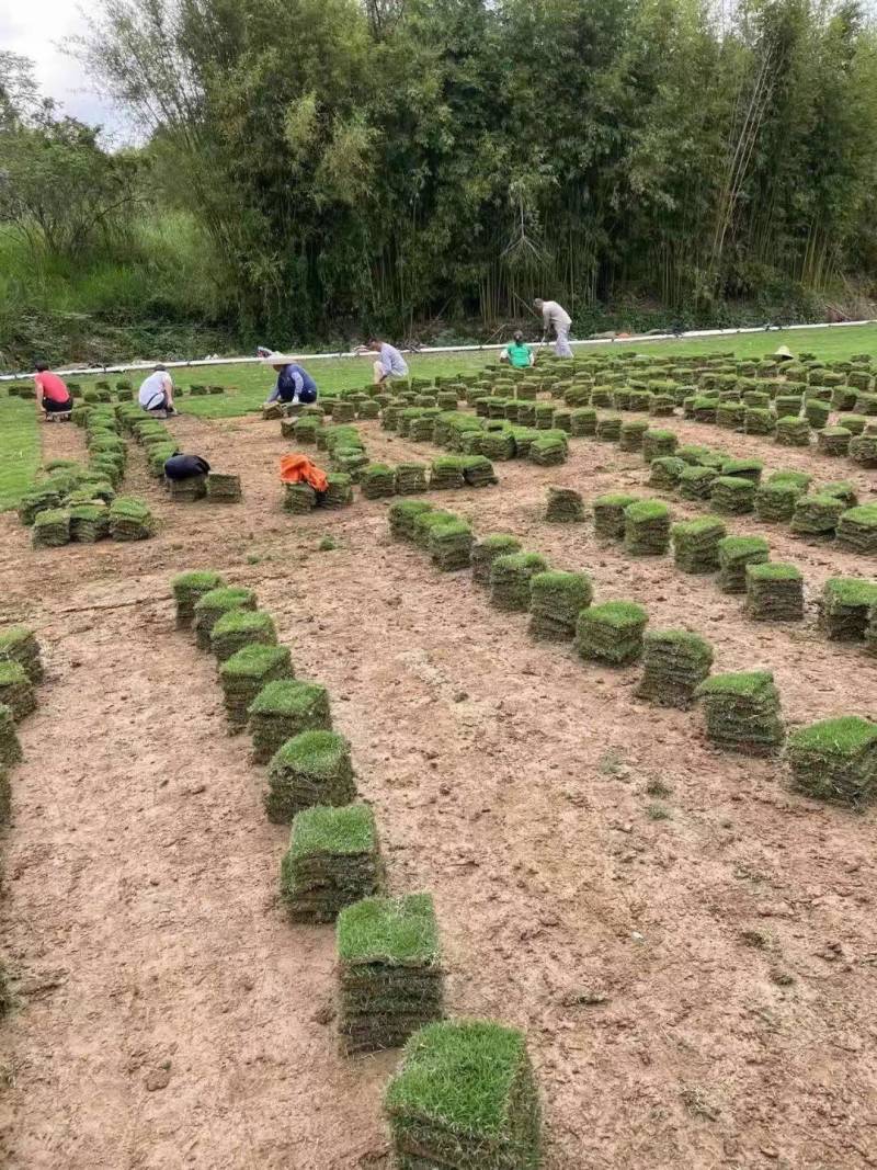 马尼拉草台湾草草块草卷基地大量现货供应，欢迎各位客户咨询