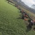 马尼拉草台湾草草块草卷基地大量现货供应，欢迎各位客户咨询