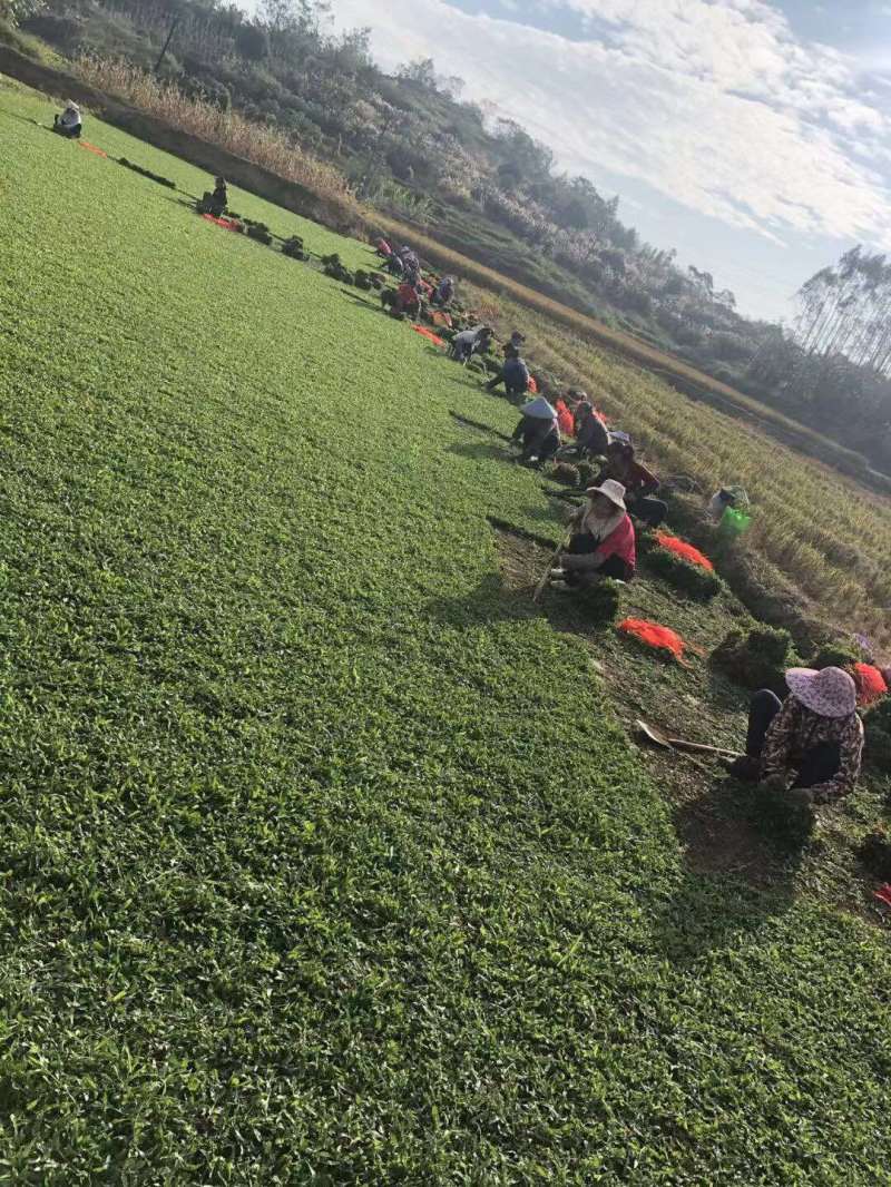 马尼拉草台湾草草块草卷基地大量现货供应，欢迎各位客户咨询