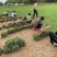 马尼拉草台湾草草块草卷基地大量现货供应，欢迎各位客户咨询