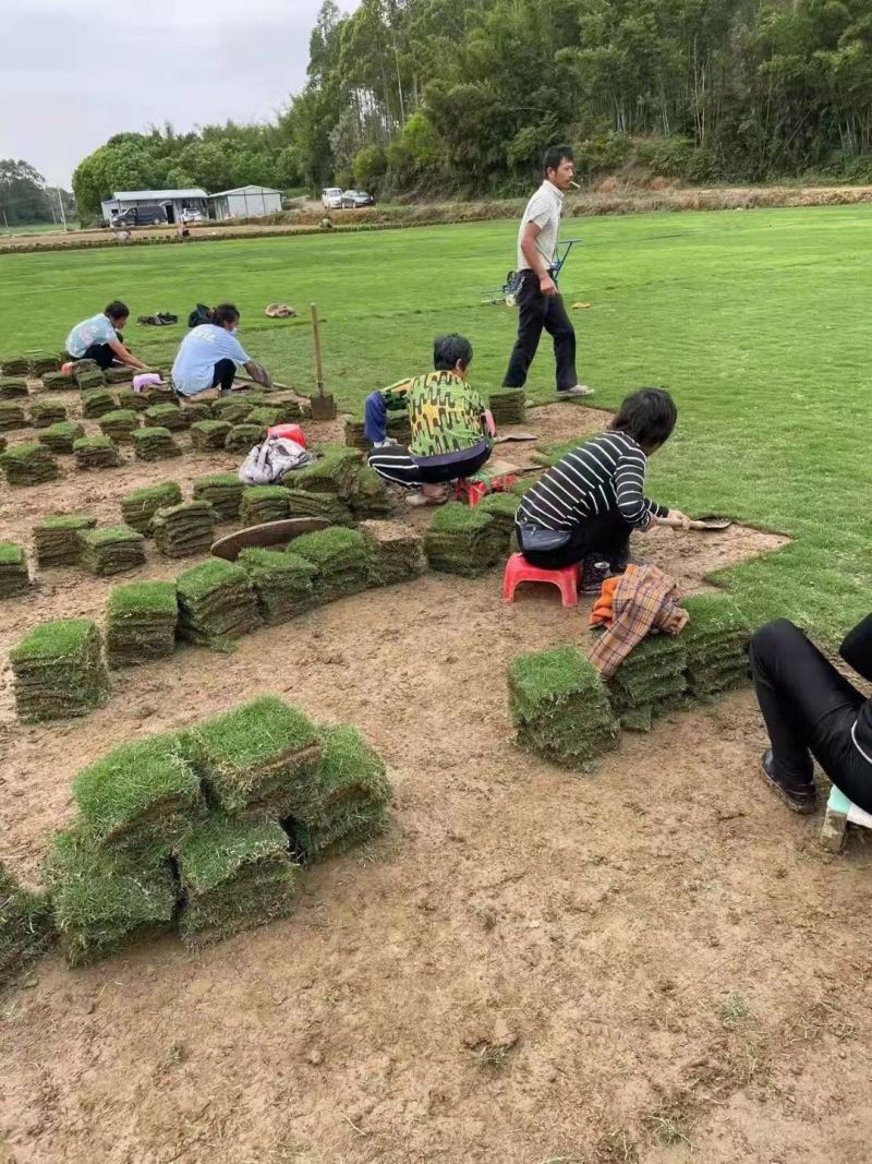马尼拉草台湾草草块草卷基地大量现货供应，欢迎各位客户咨询