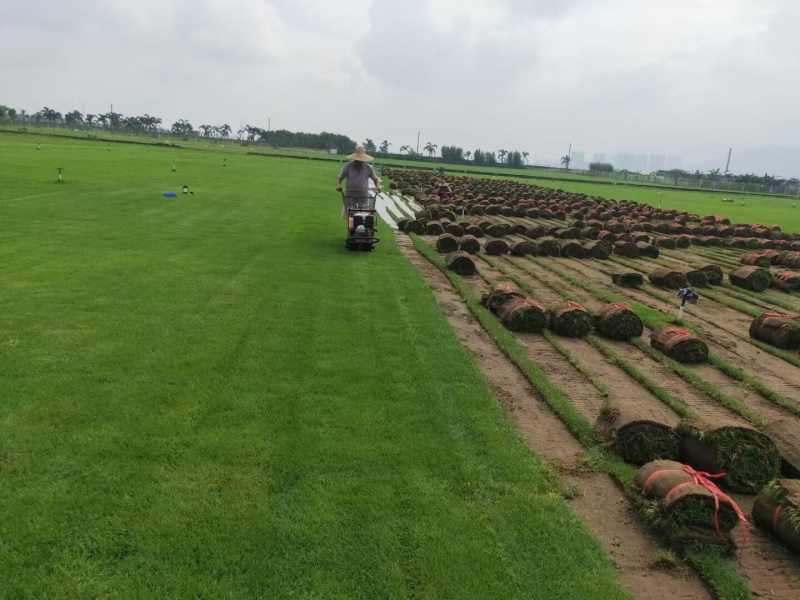 马尼拉草台湾草草块草卷基地大量现货供应，欢迎各位客户咨询