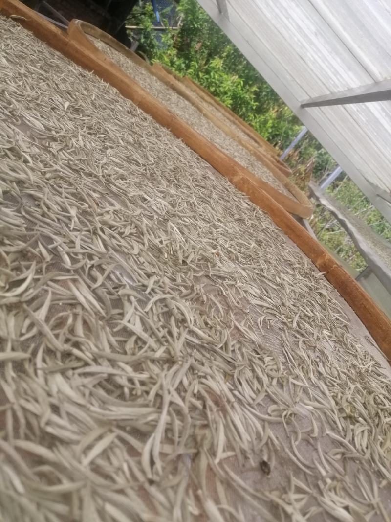 云南普洱景谷大白茶有机白毫银针毛尖头春精品货