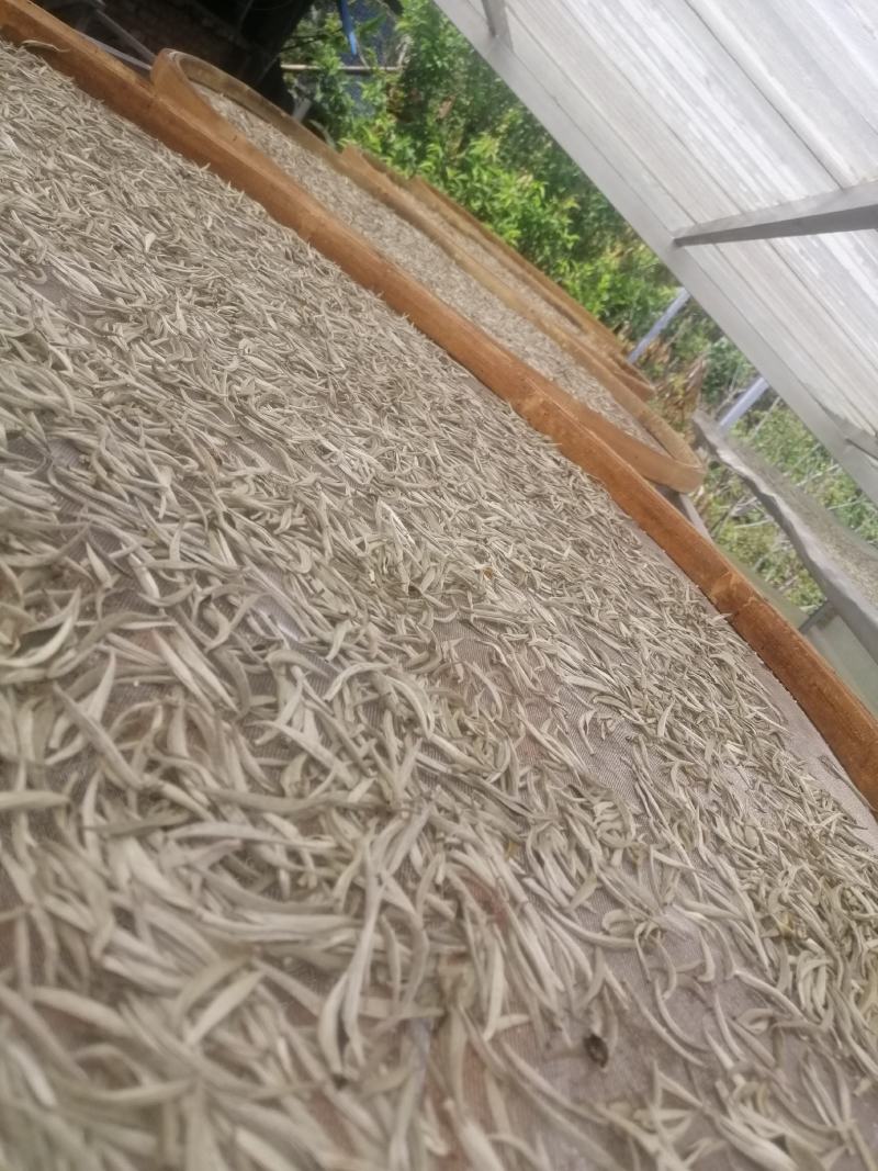 云南普洱景谷大白茶有机白毫银针毛尖头春精品货