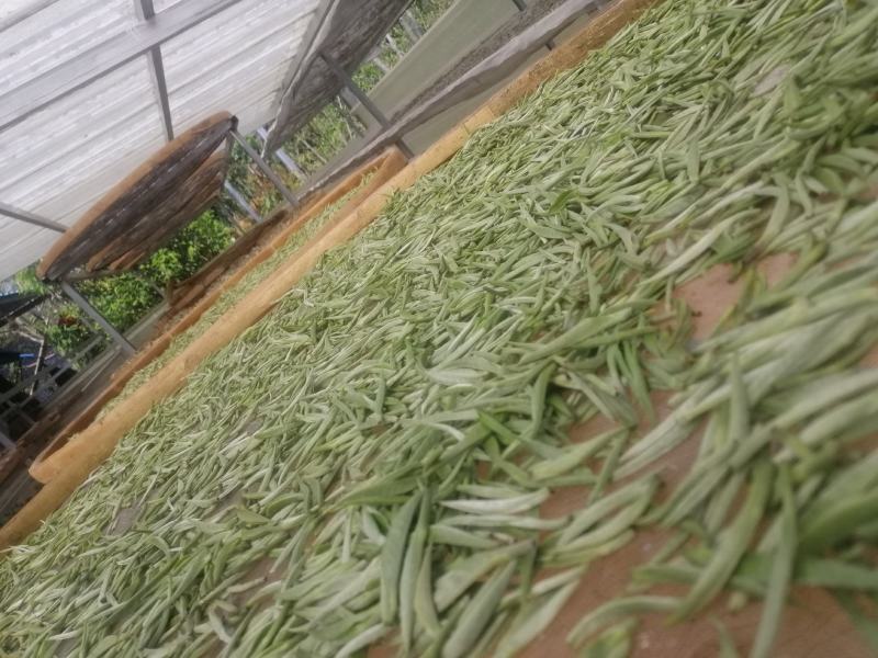 云南普洱景谷大白茶有机白毫银针毛尖头春精品货