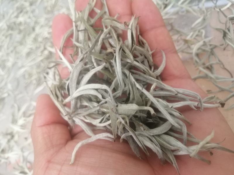 云南普洱景谷大白茶有机白毫银针毛尖头春精品货