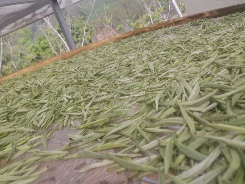 云南普洱景谷大白茶有机白毫银针毛尖头春精品货