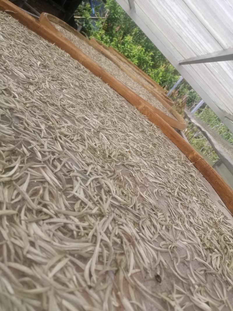 云南普洱景谷大白茶有机白毫银针毛尖头春精品货